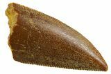 Serrated Raptor Tooth - Real Dinosaur Tooth #355549-1